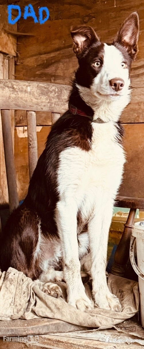 Super red working pups, sought after bloodlines - 