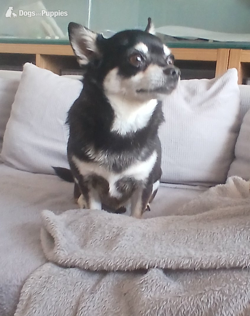 Pedigree Male chihuahua and his daughter in {LOCATION}