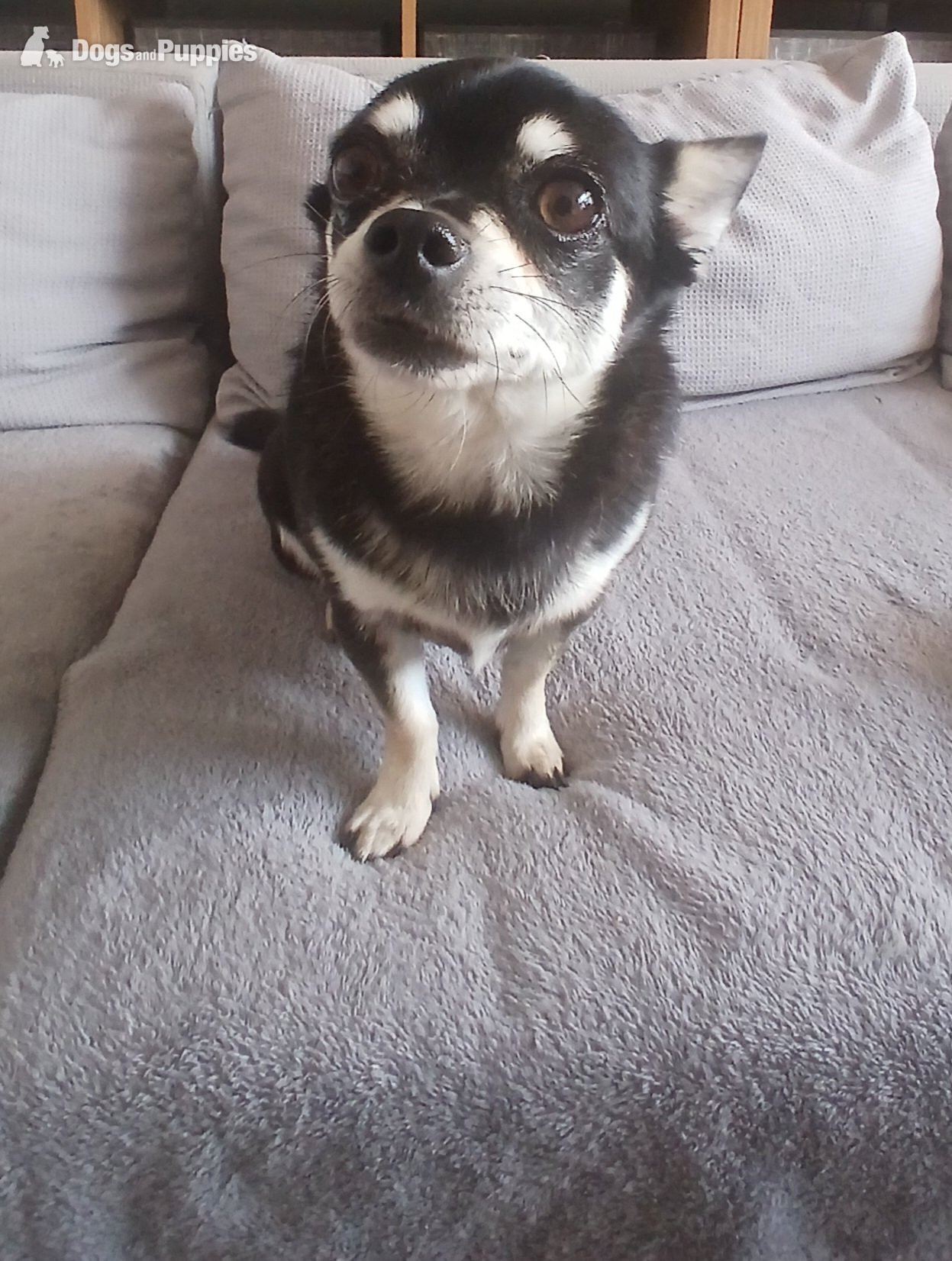 Chihuahua