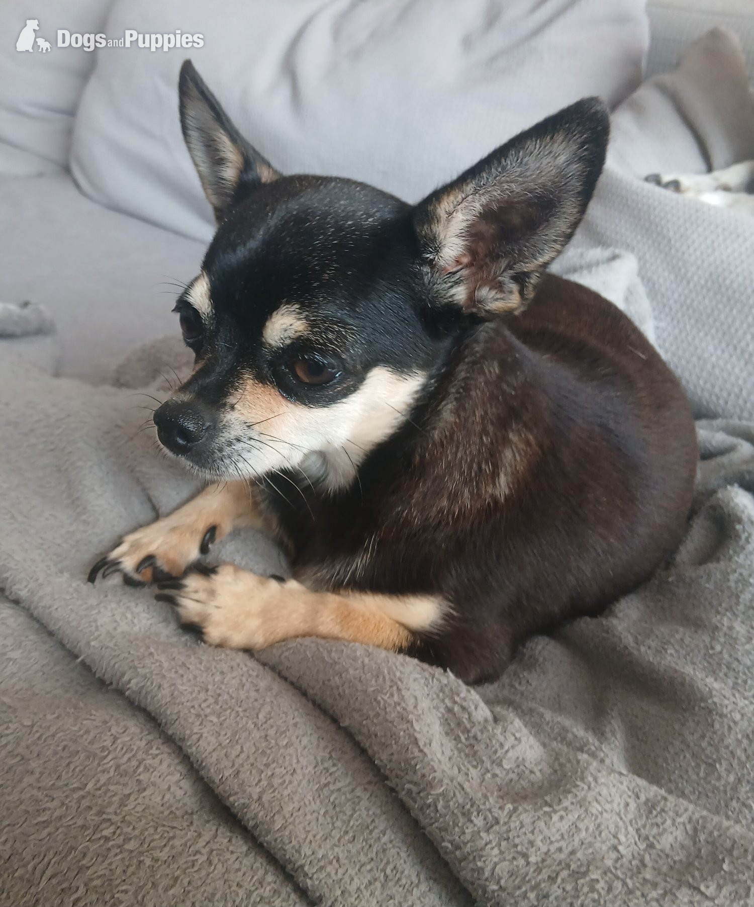 Chihuahua - Pedigree Male chihuahua and his daughter