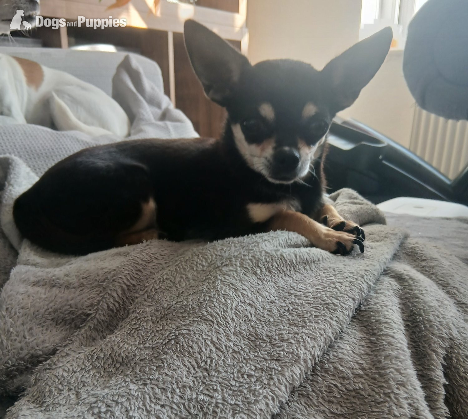 Pedigree Male chihuahua and his daughter - Chihuahua