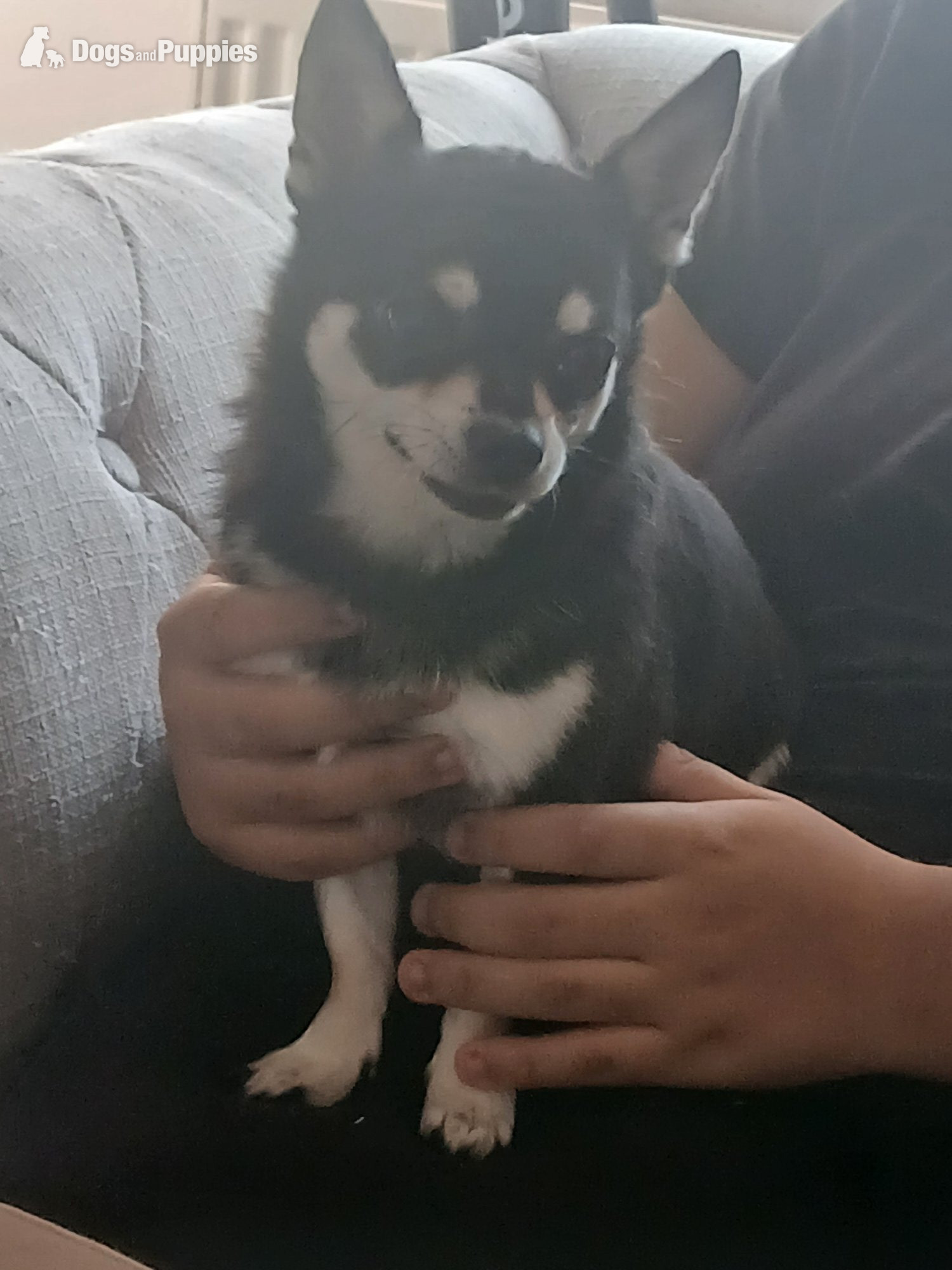 Chihuahua - Pedigree Male chihuahua 3 years old