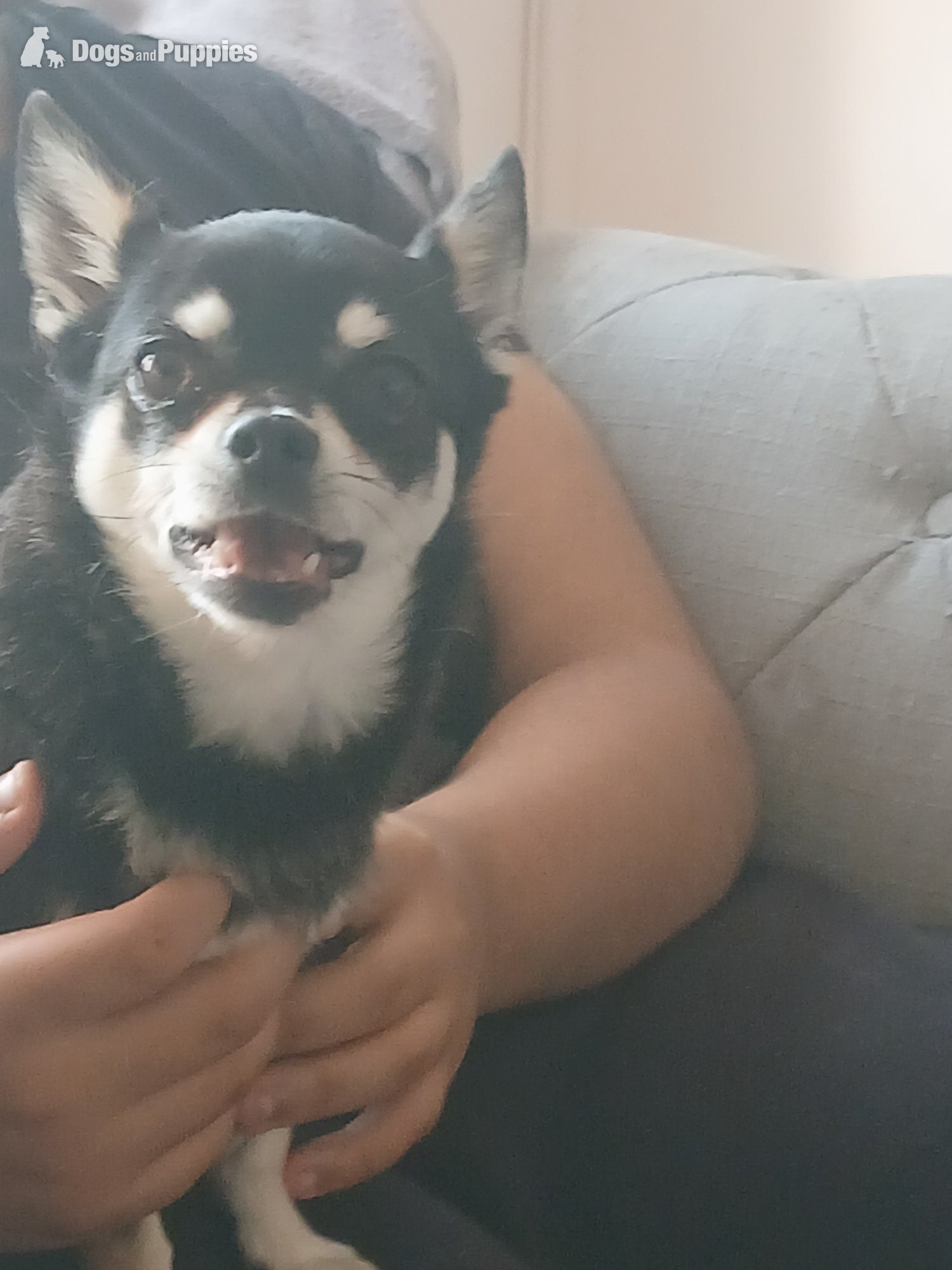 Pedigree Male chihuahua 3 years old - Chihuahua