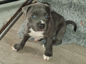 6 week old Staffordshire bull terrier for sale 