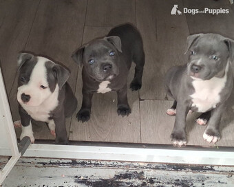 6 week old Staffordshire bull terrier for sale 