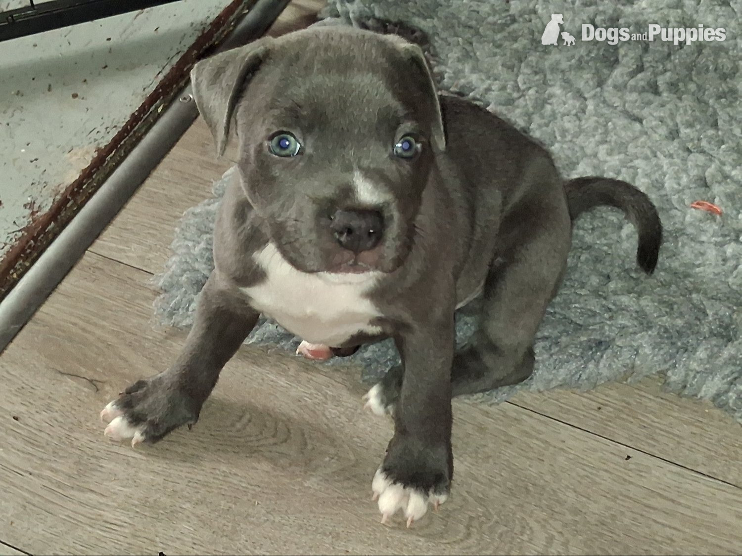 6 week old Staffordshire bull terrier for sale  in {LOCATION}