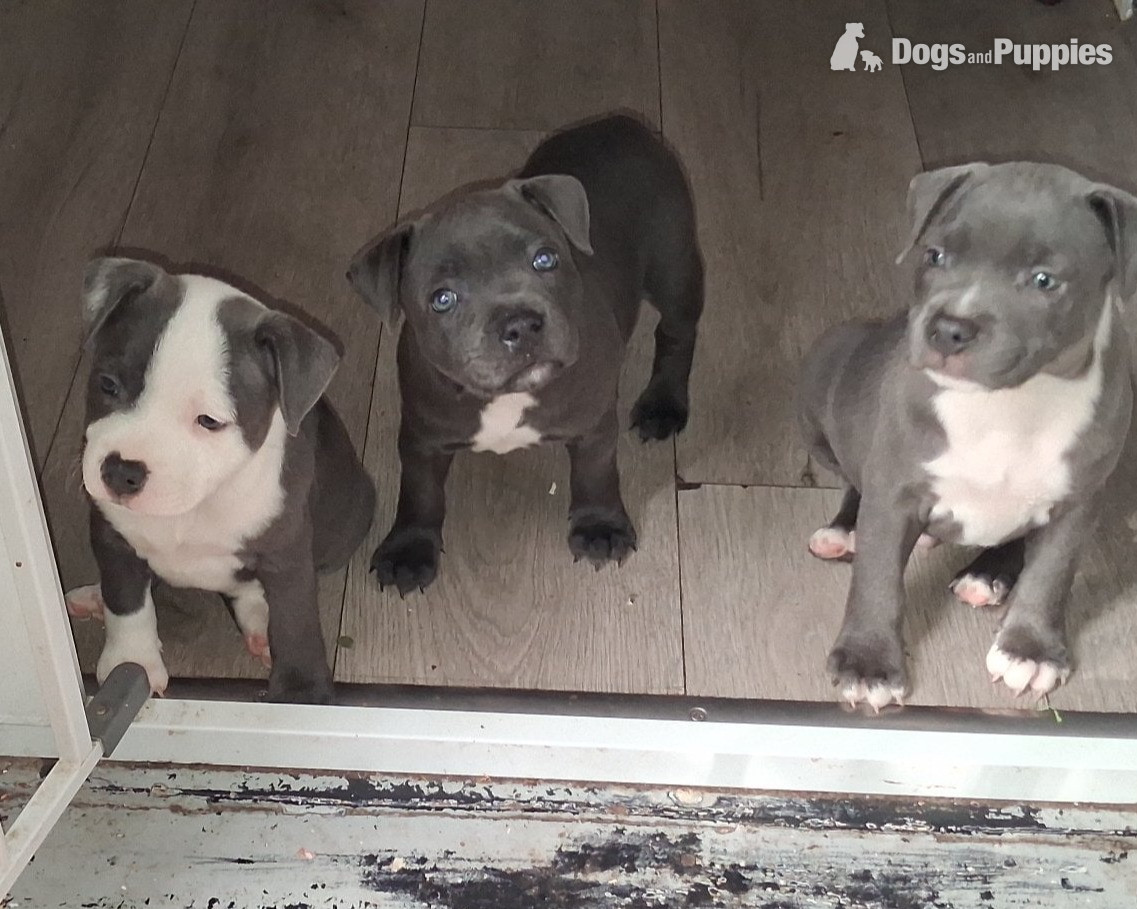 Staffordshire Bull Terrier