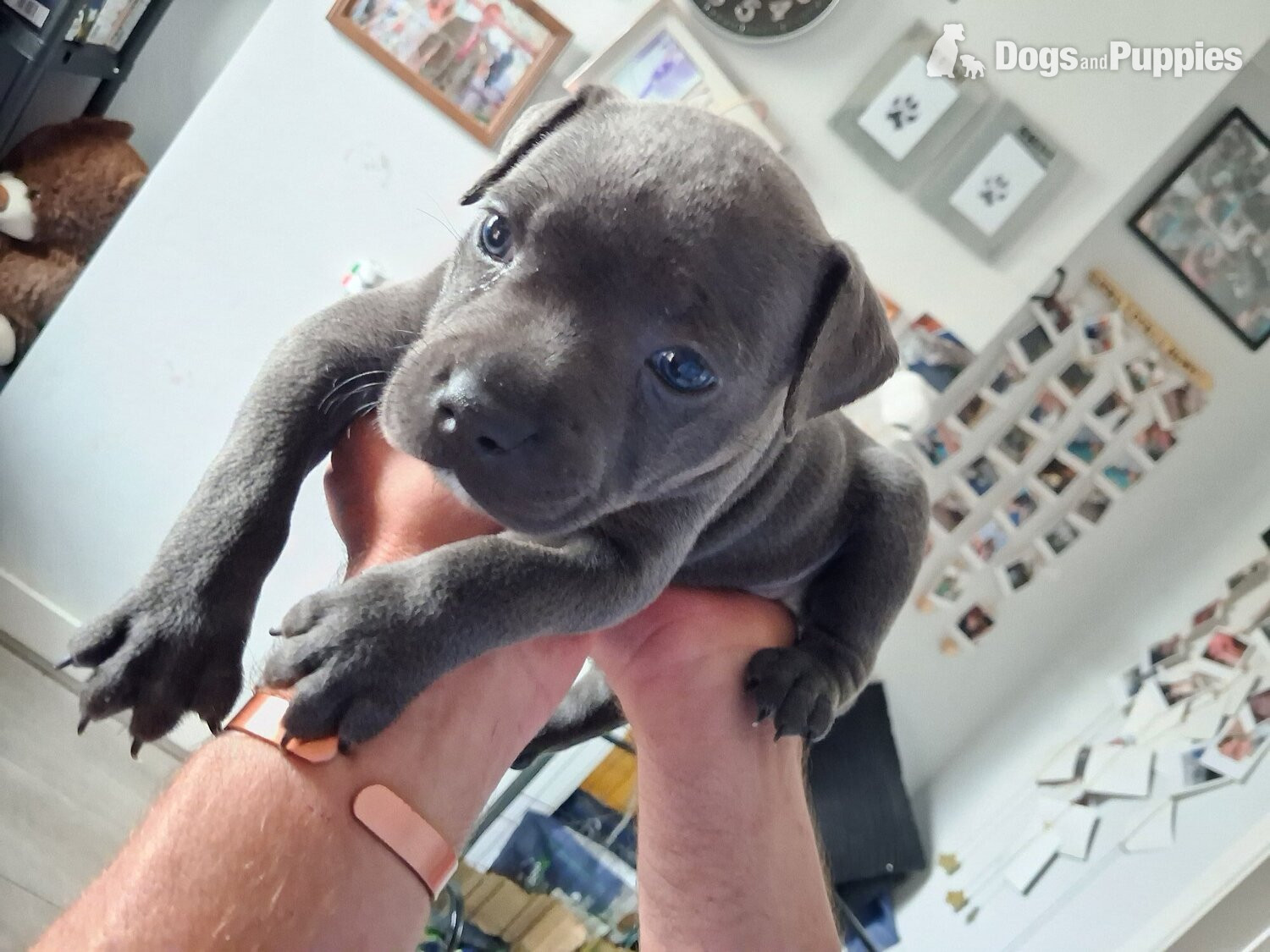 Staffordshire Bull Terrier Puppies