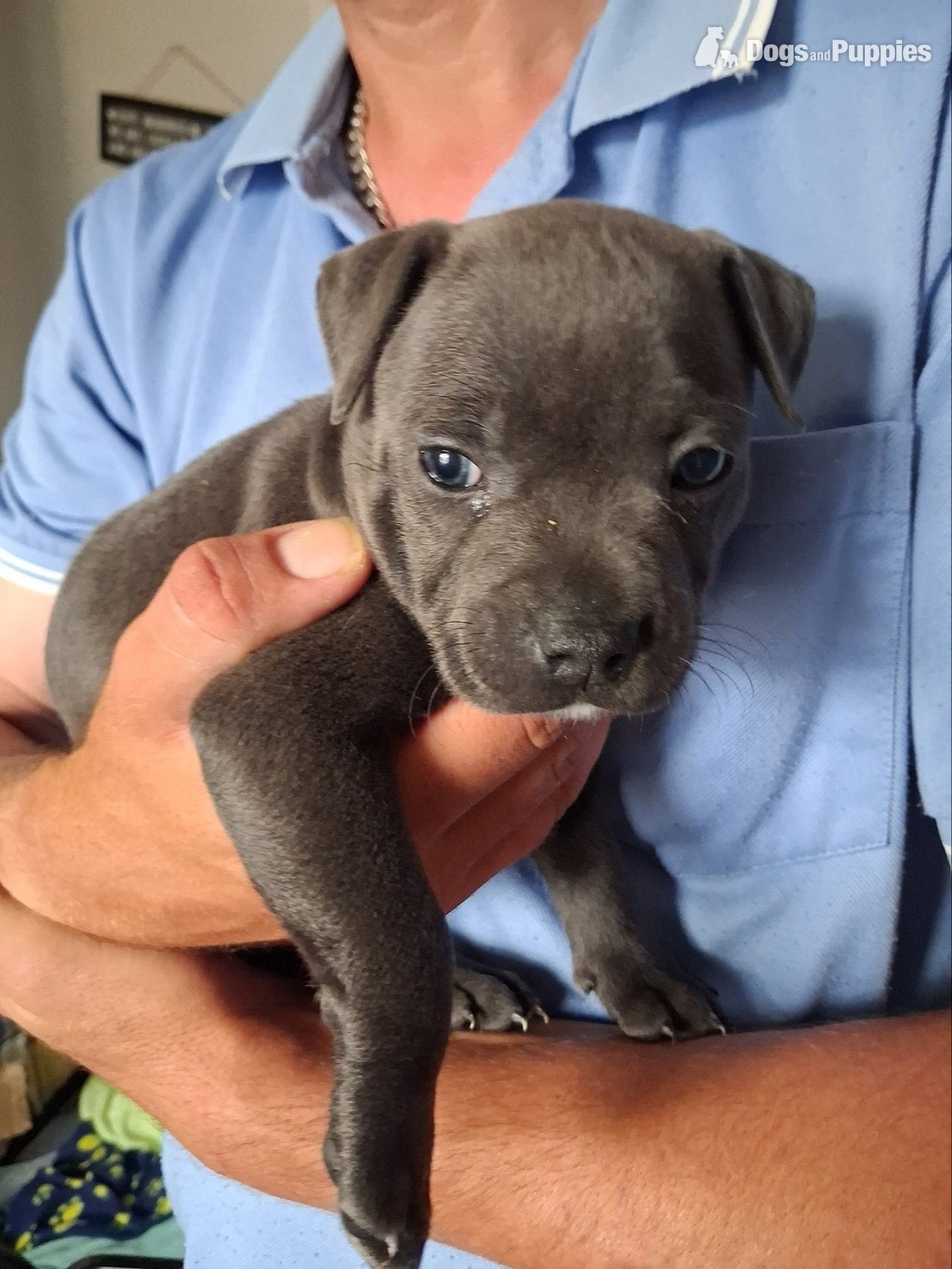 Staffordshire Bull Terrier - 6 week old Staffordshire bull terrier for sale 