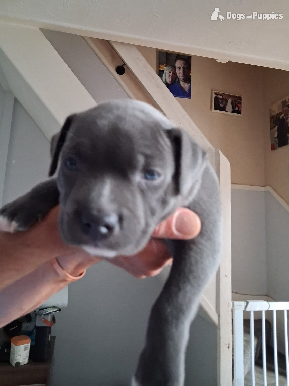 6 week old Staffordshire bull terrier for sale  - Staffordshire Bull Terrier