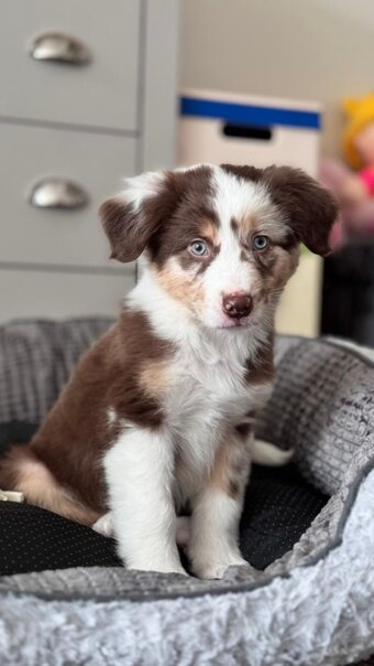 A charming Aussie shepherd