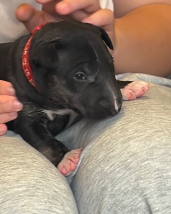 Beautiful girl bull terrier 