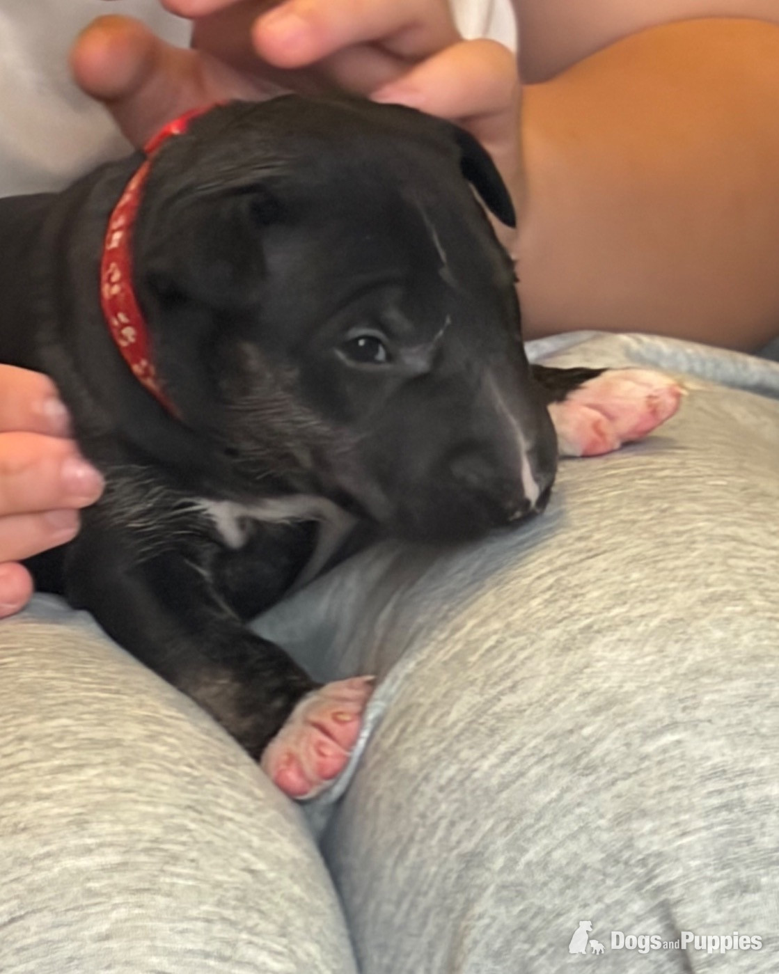Beautiful girl bull terrier  in {LOCATION}