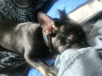 3 puppy left for sale 
