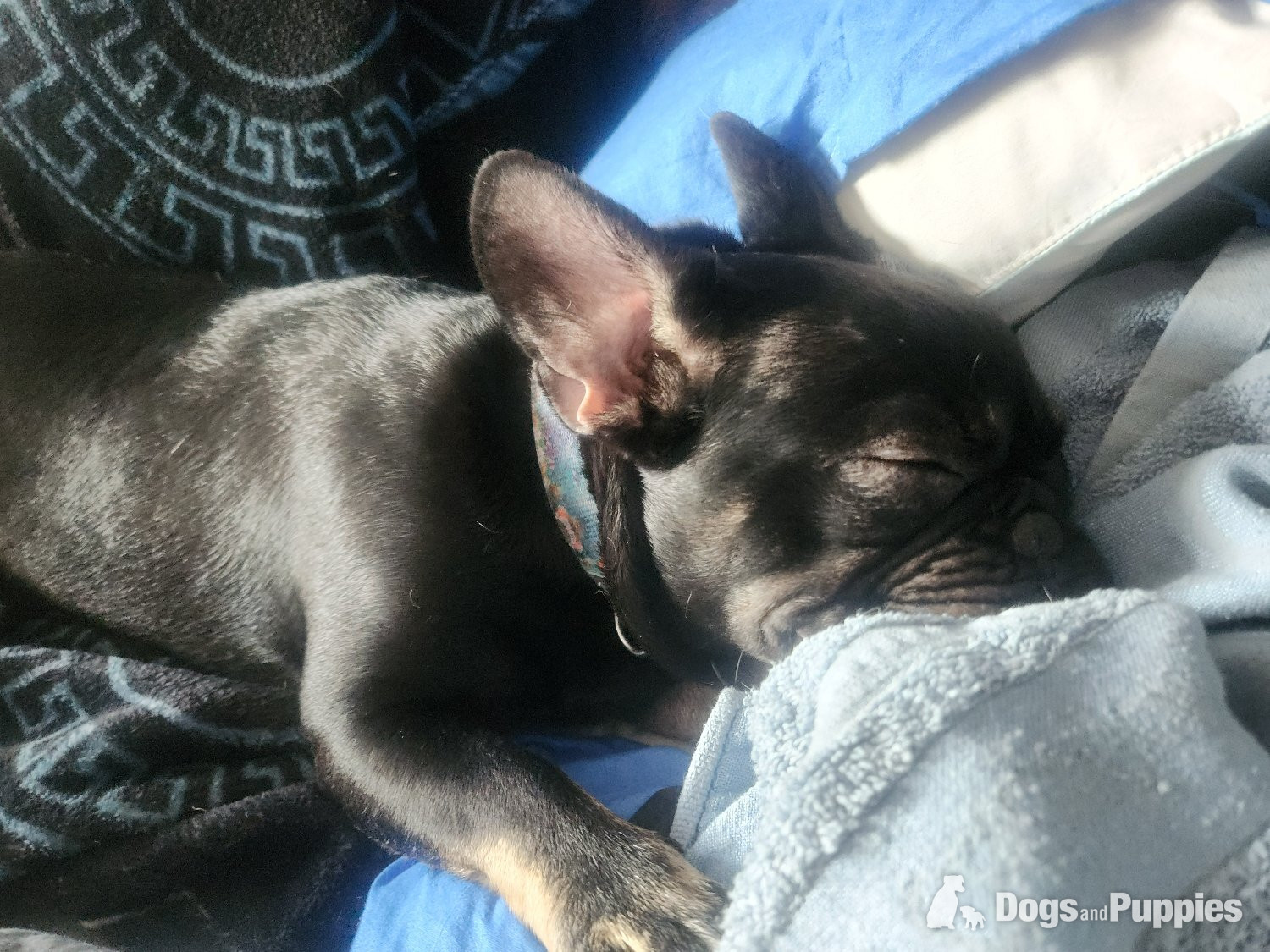 4 puppy left for sale  in {LOCATION}