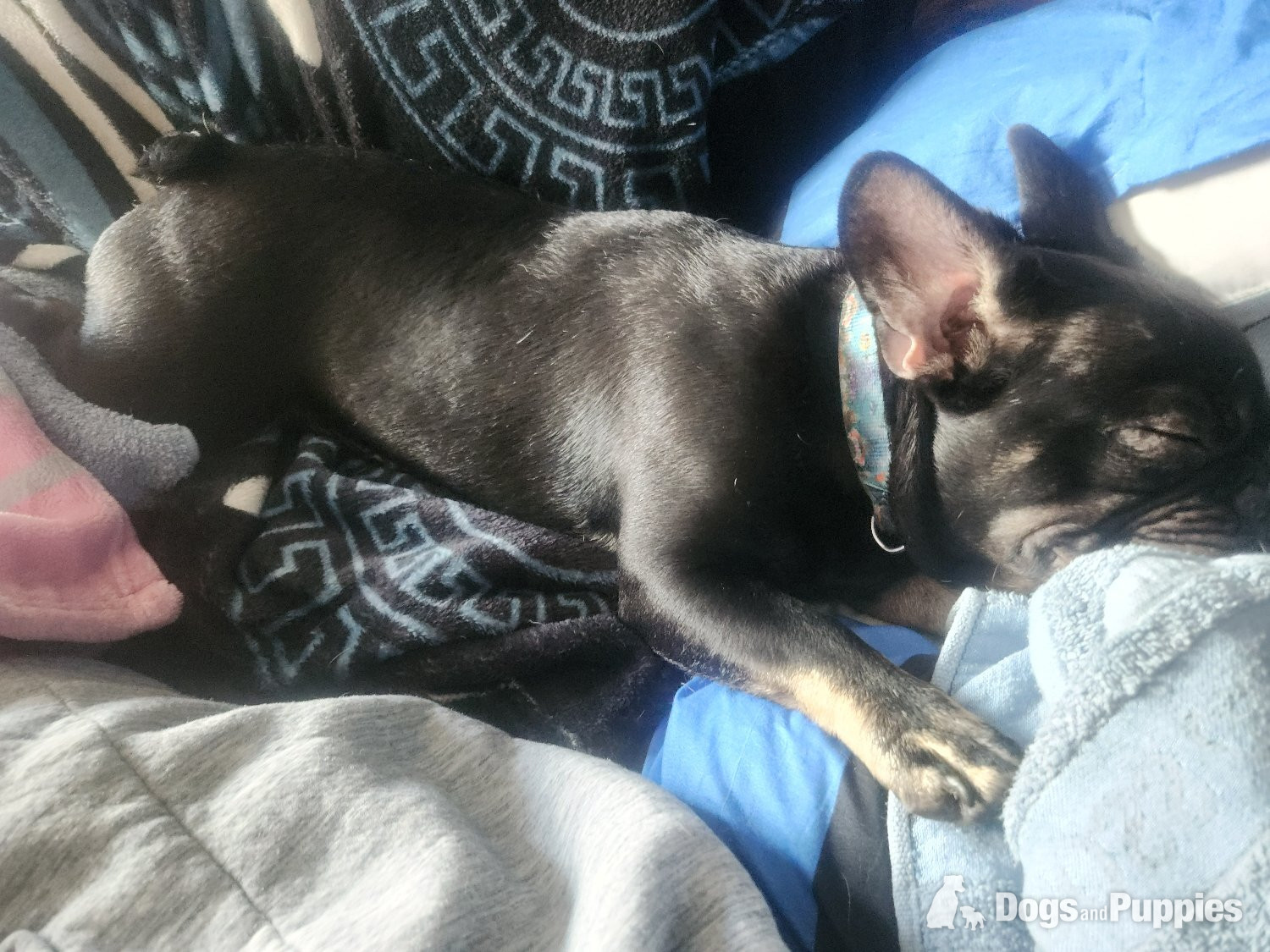 French Bulldog