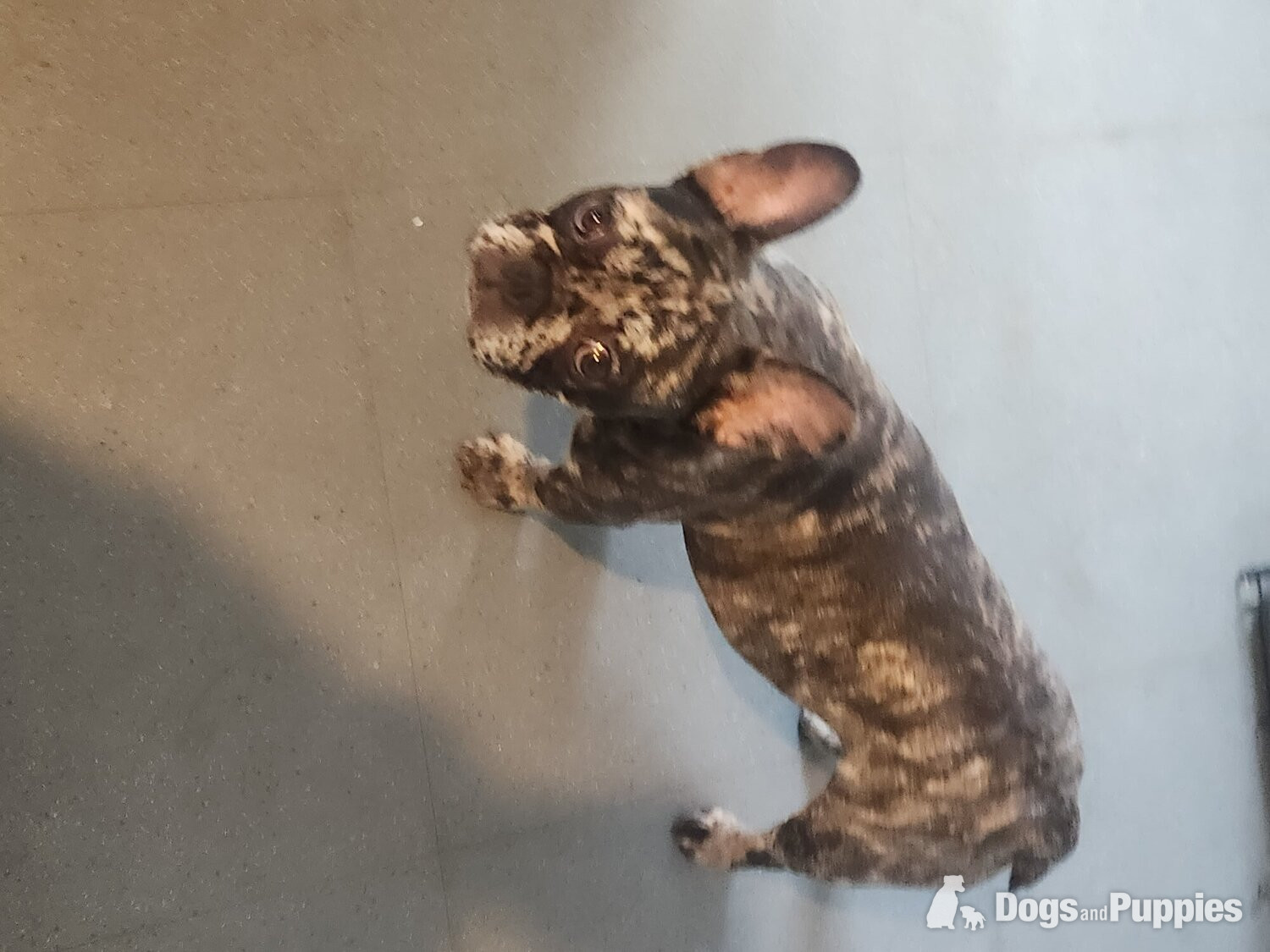 French Bulldog Puppies