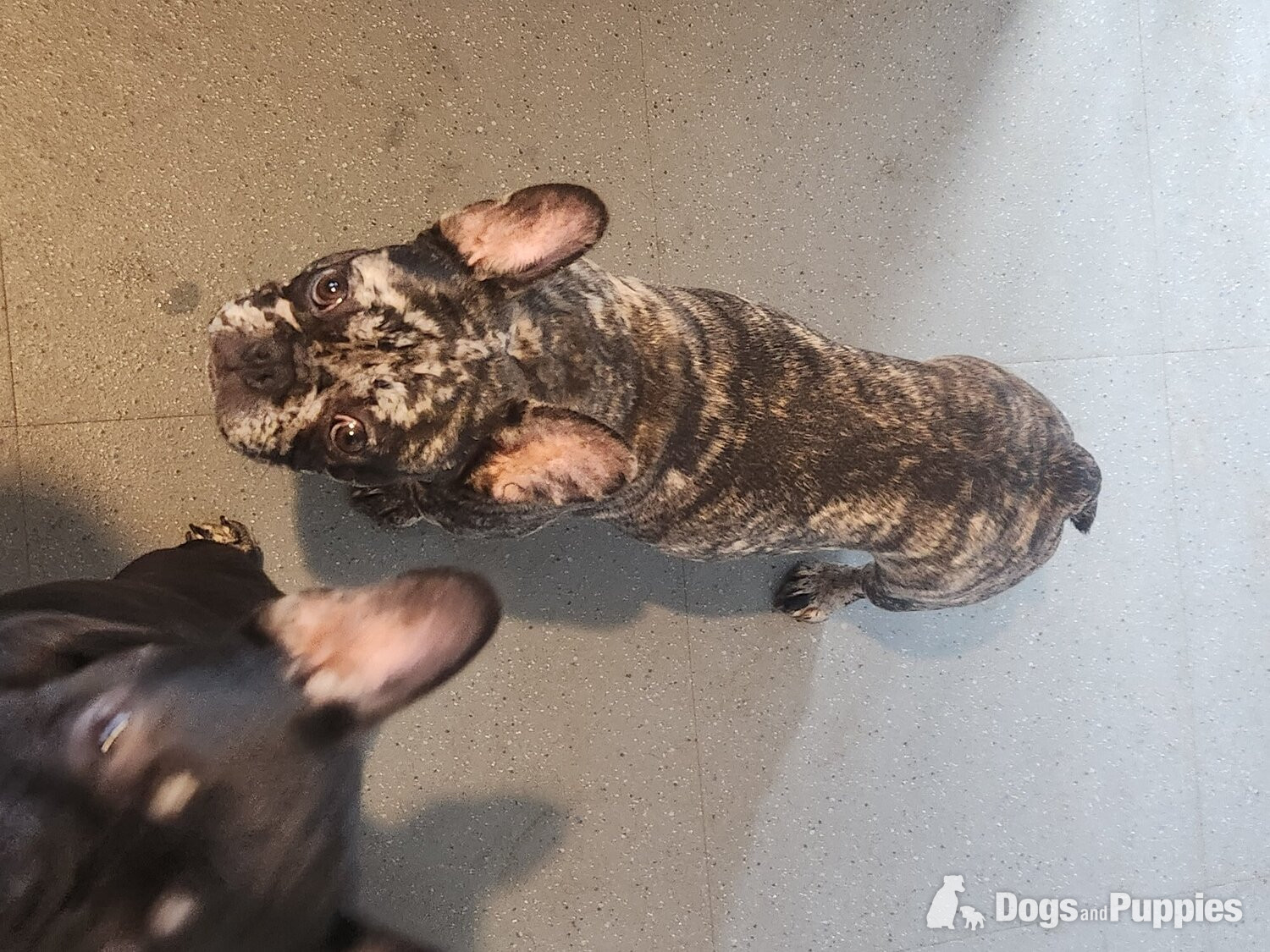 French Bulldog - 4 puppy left for sale 