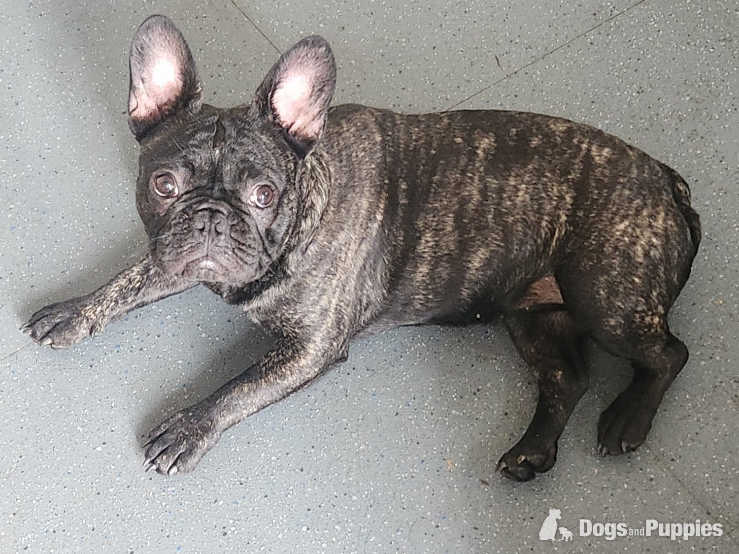 4 puppy left for sale  - French Bulldog