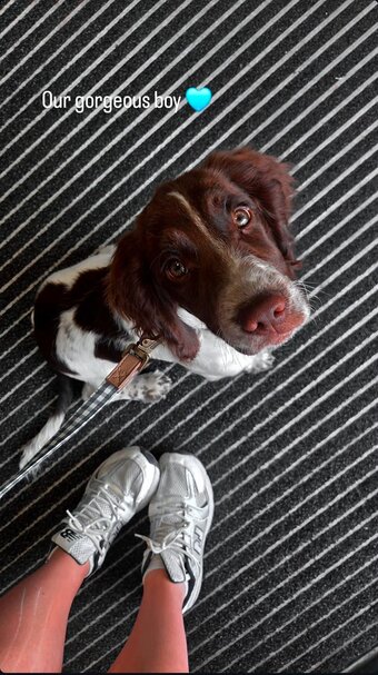 16 Week Springer