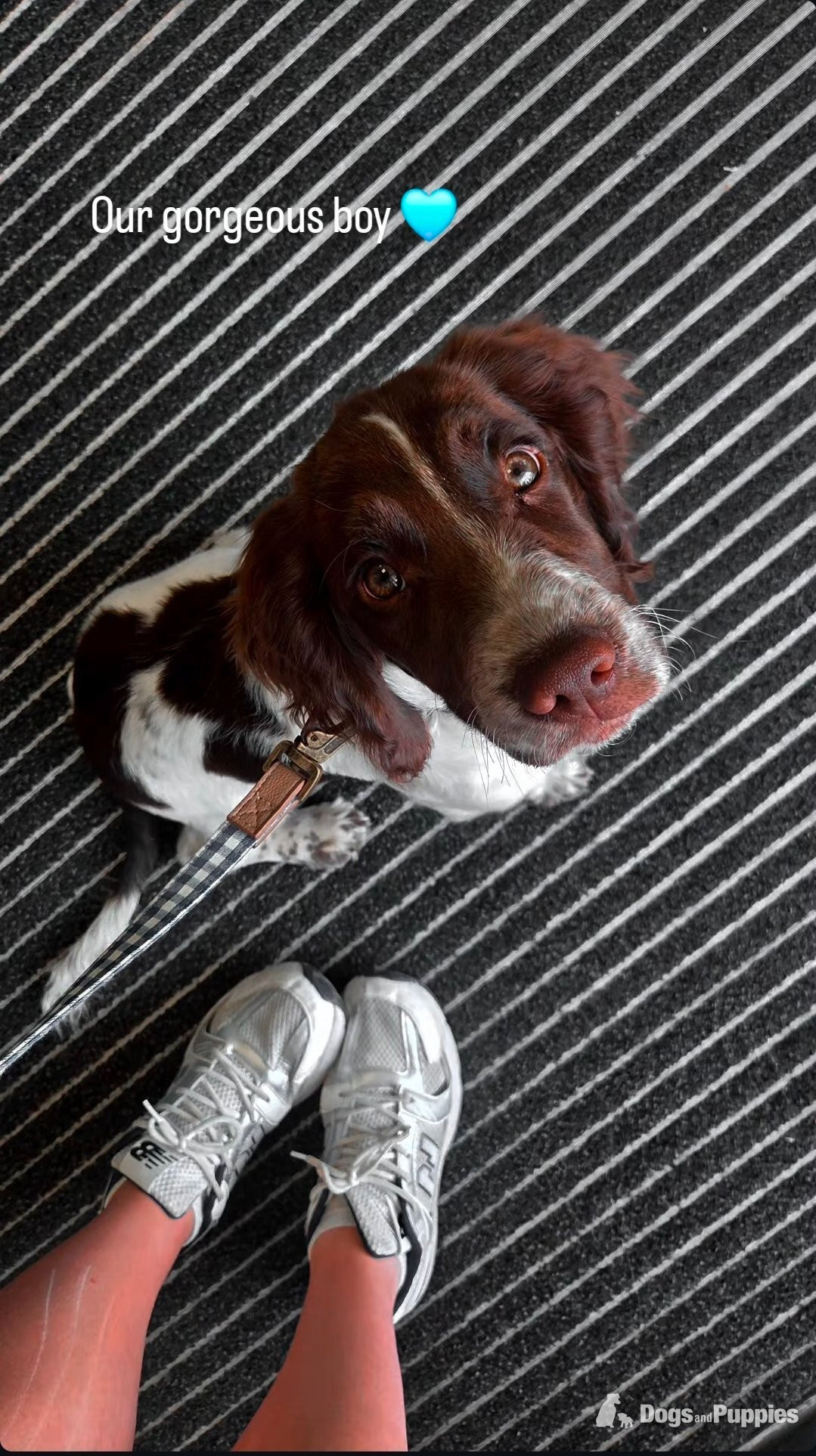 16 Week Springer in {LOCATION}