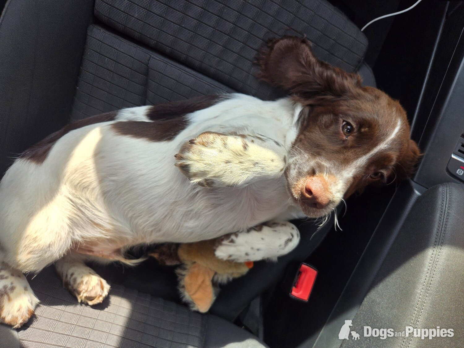 English Springer Spaniel