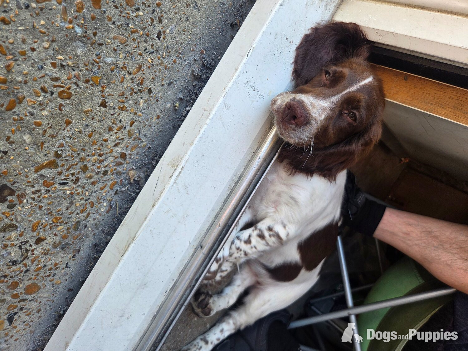 English Springer Spaniel Puppies