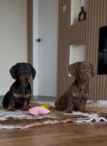 Beautiful miniature smooth haired dachshund