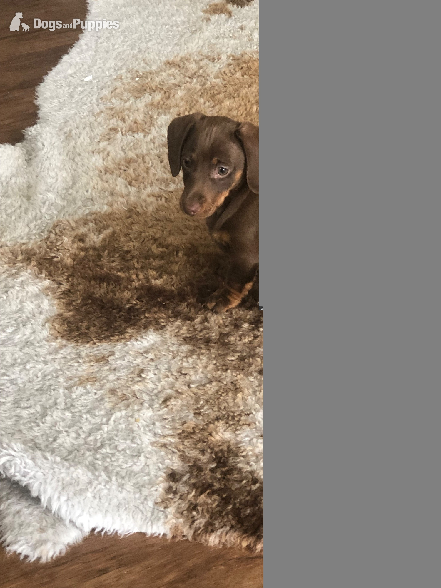 Beautiful miniature smooth haired dachshund in {LOCATION}