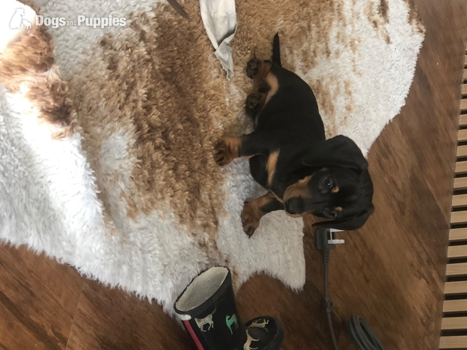 Dachshund