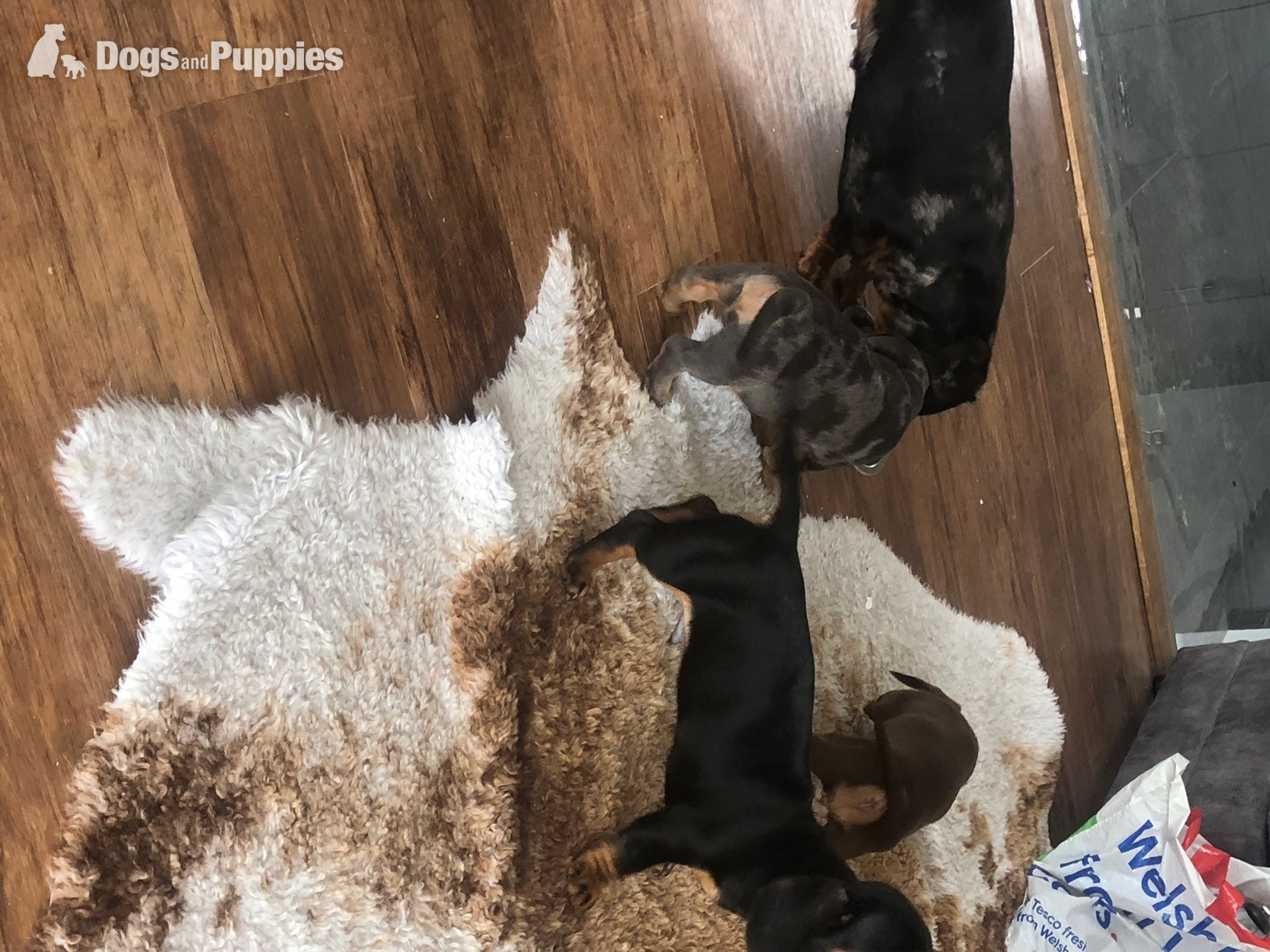 Dachshund Puppies