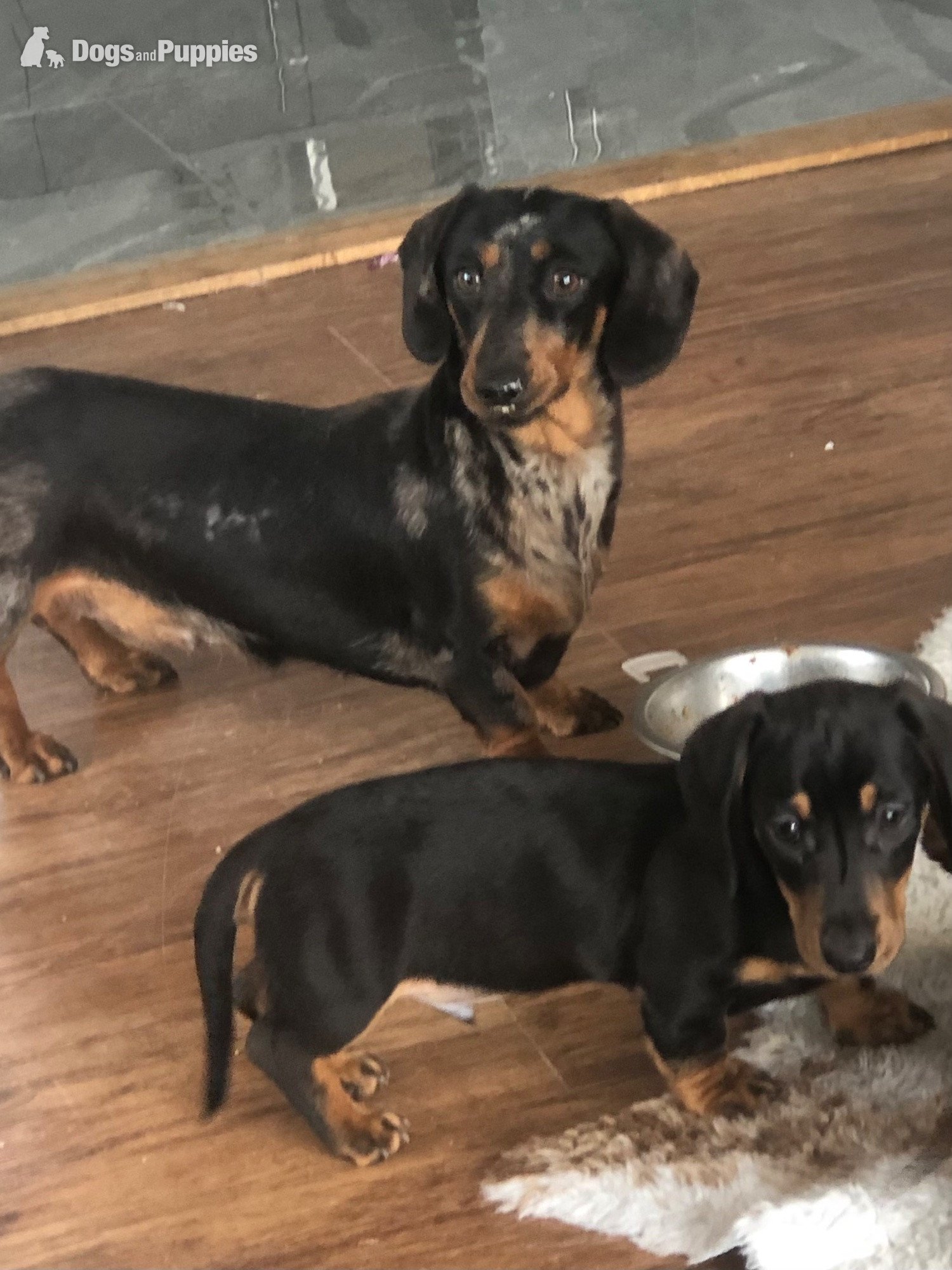 Dachshund - Beautiful miniature smooth haired dachshund