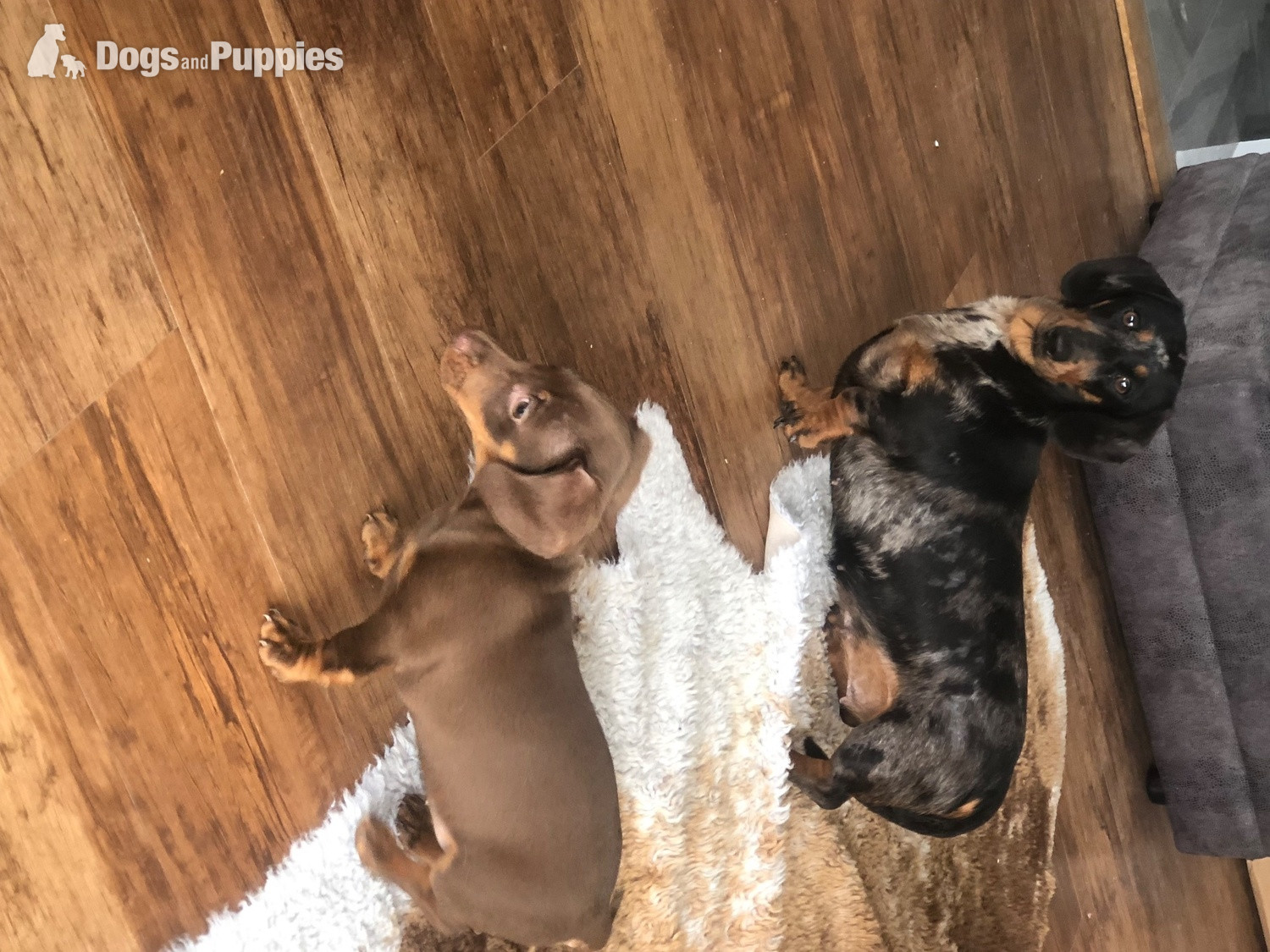 Beautiful miniature smooth haired dachshund - Dachshund