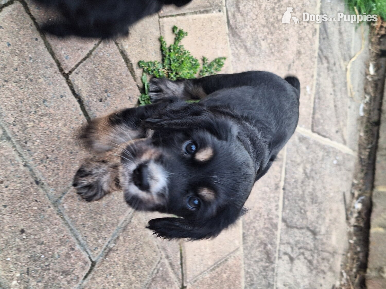 Cocker spaniel puppies for sale  in {LOCATION}