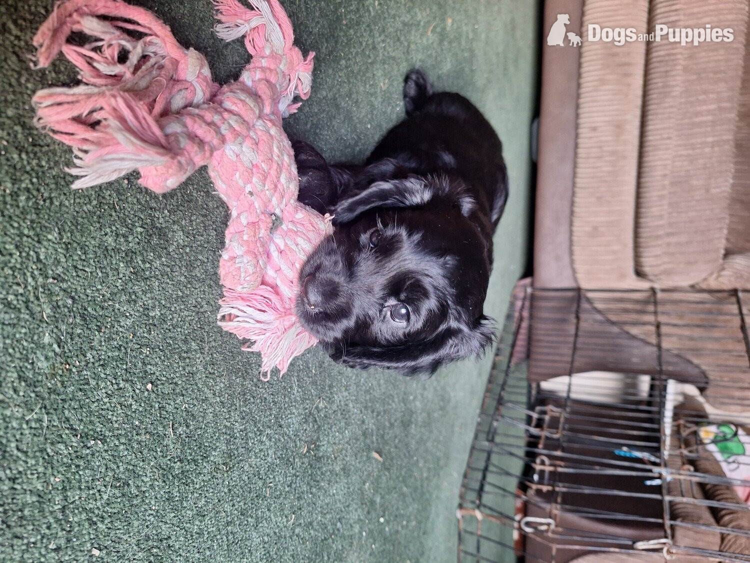 Cocker Spaniel