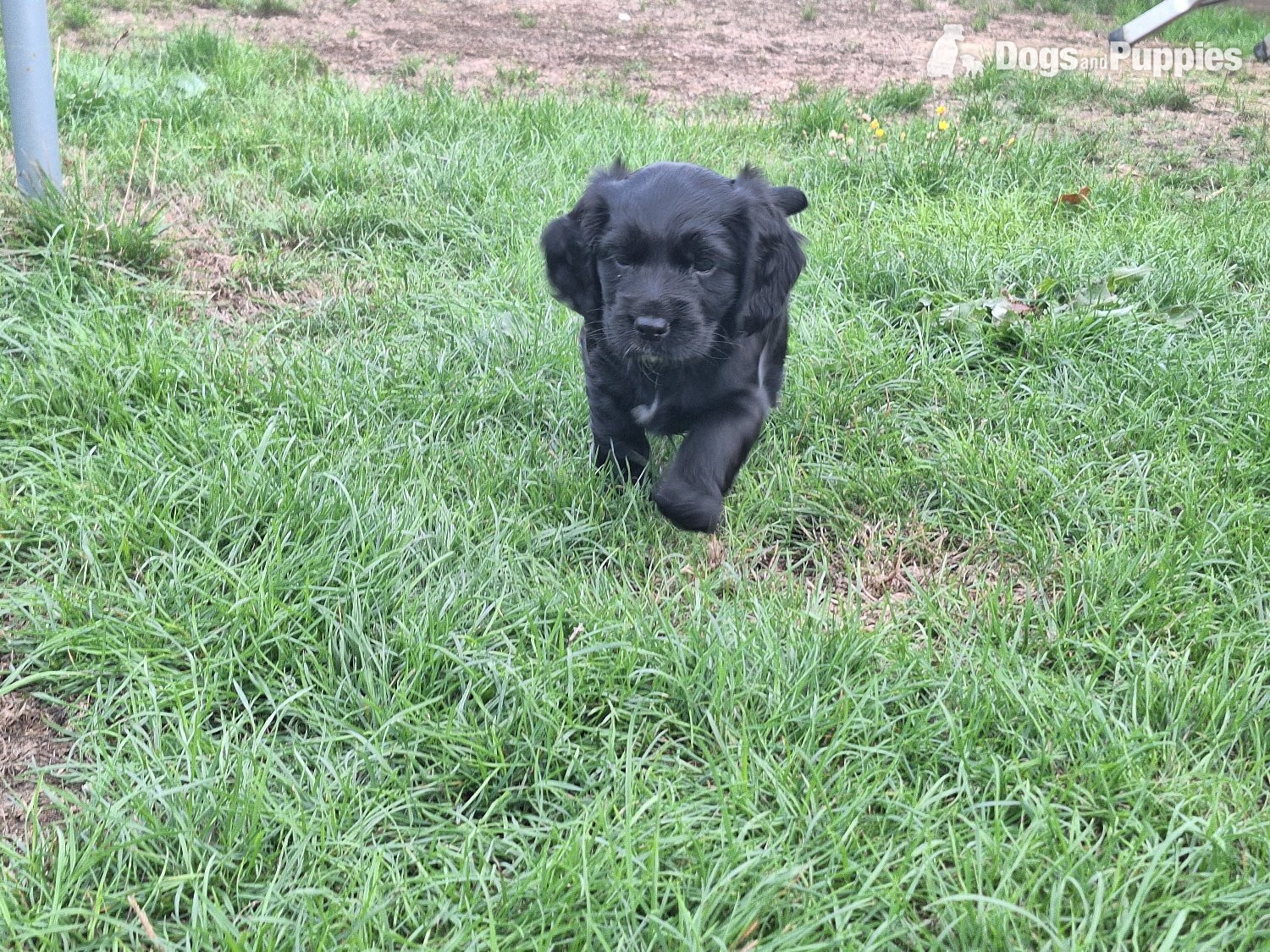 Cocker Spaniel Puppies