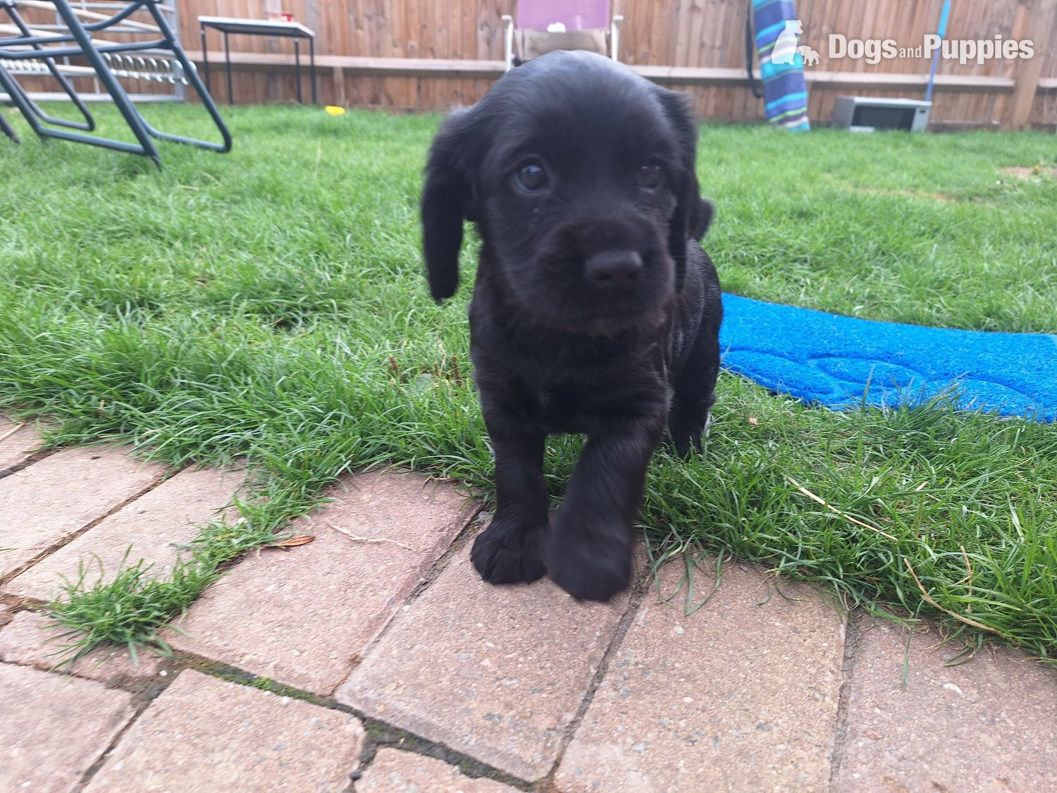 Cocker Spaniel - Cocker spaniel puppies for sale 