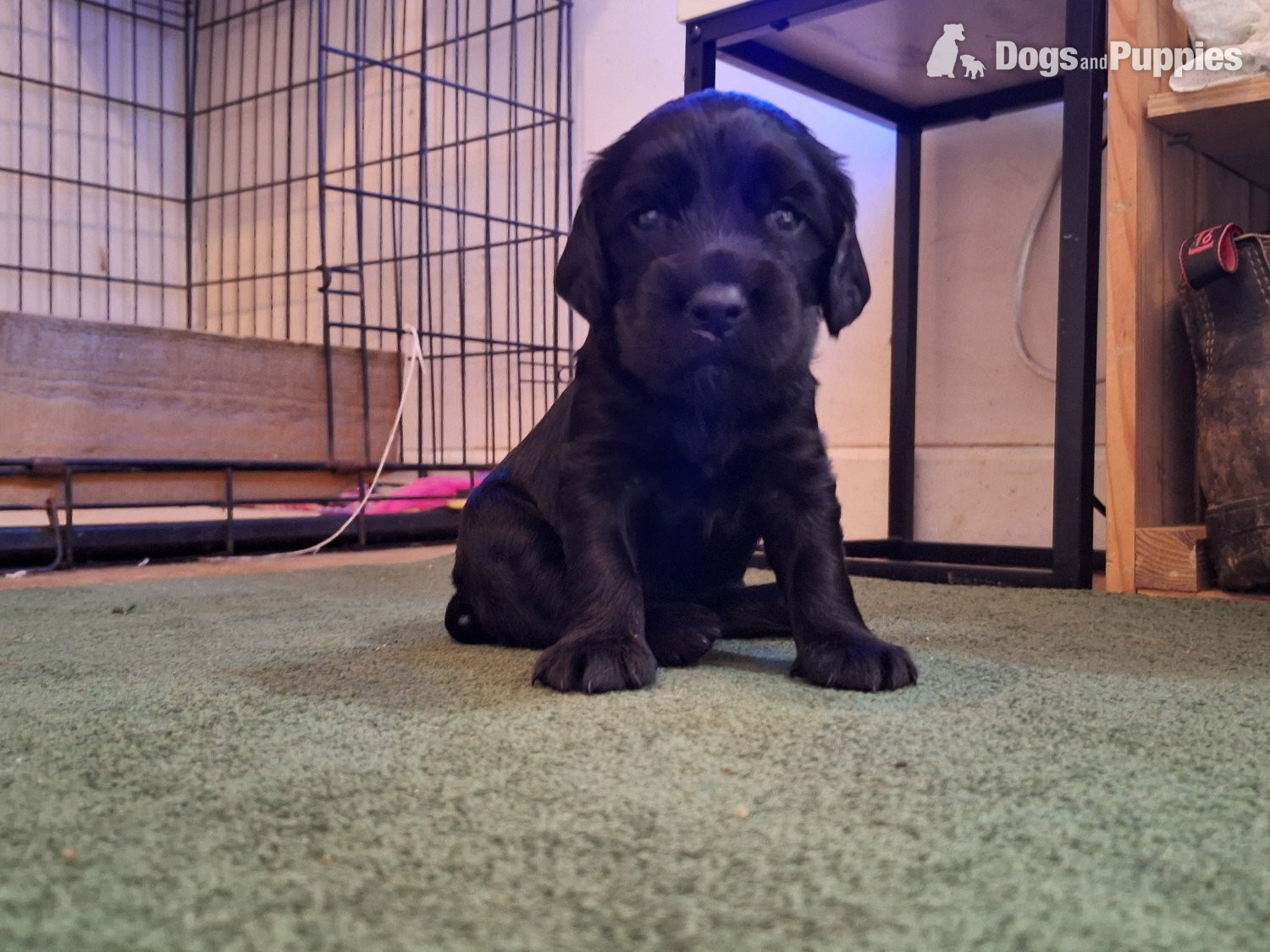 Cocker spaniel puppies for sale  - Cocker Spaniel