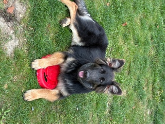 7 month old female German shepherd 