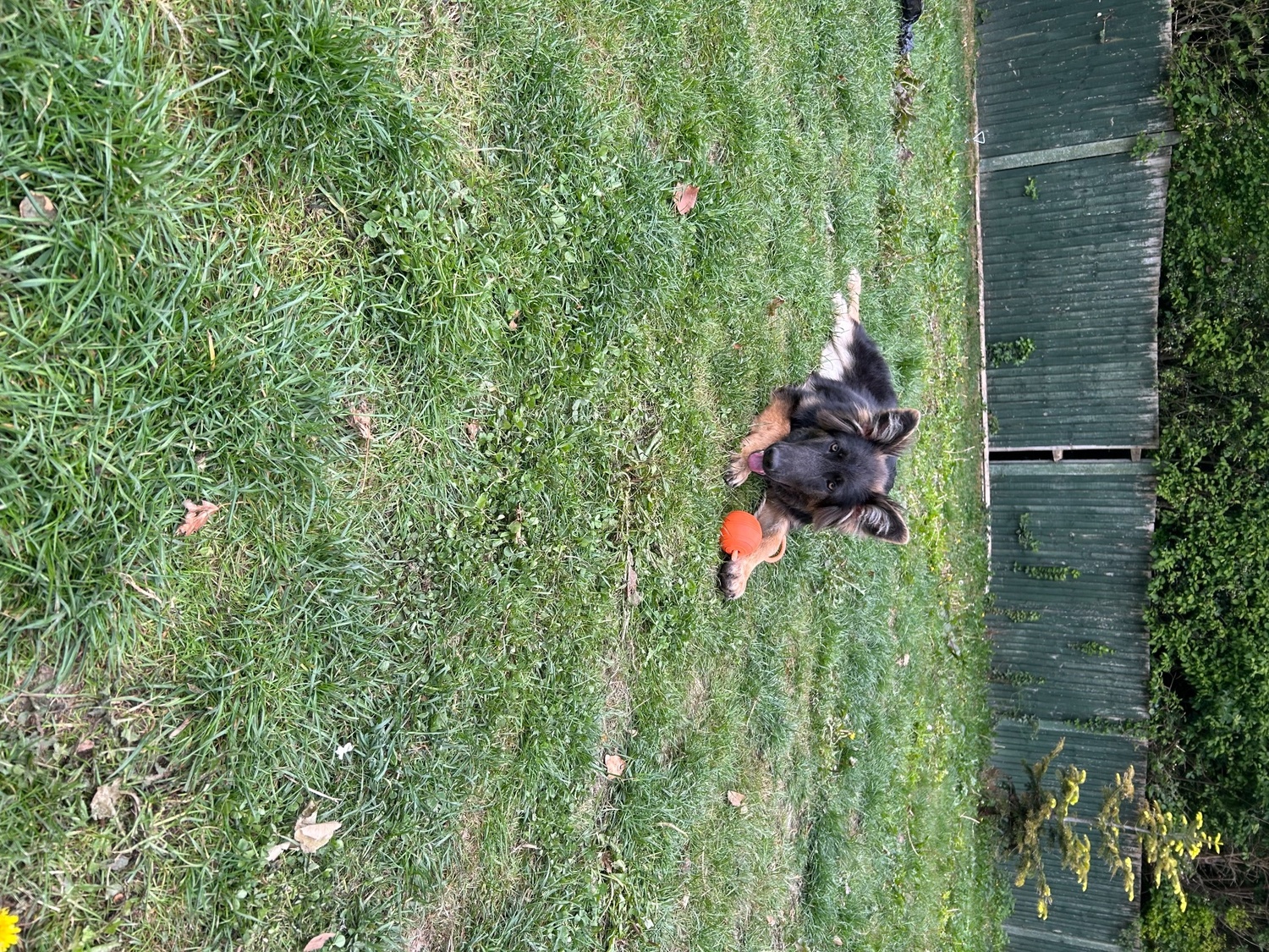 German Shepherd