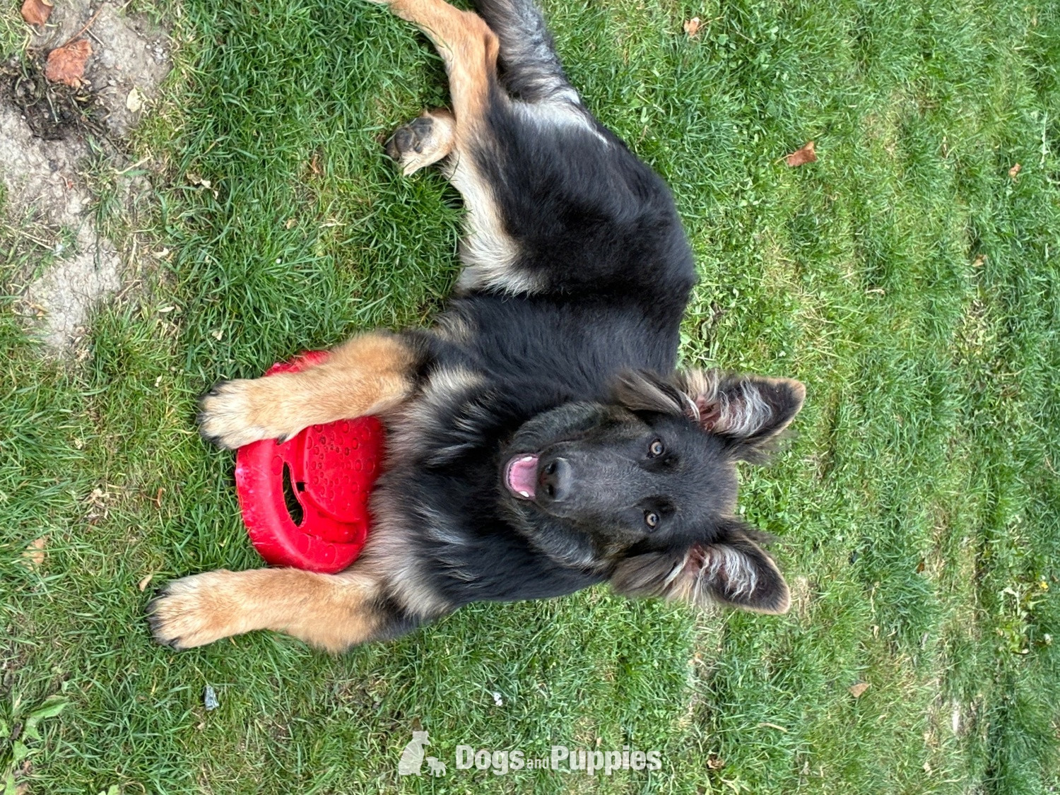 7 month old female German shepherd  in {LOCATION}
