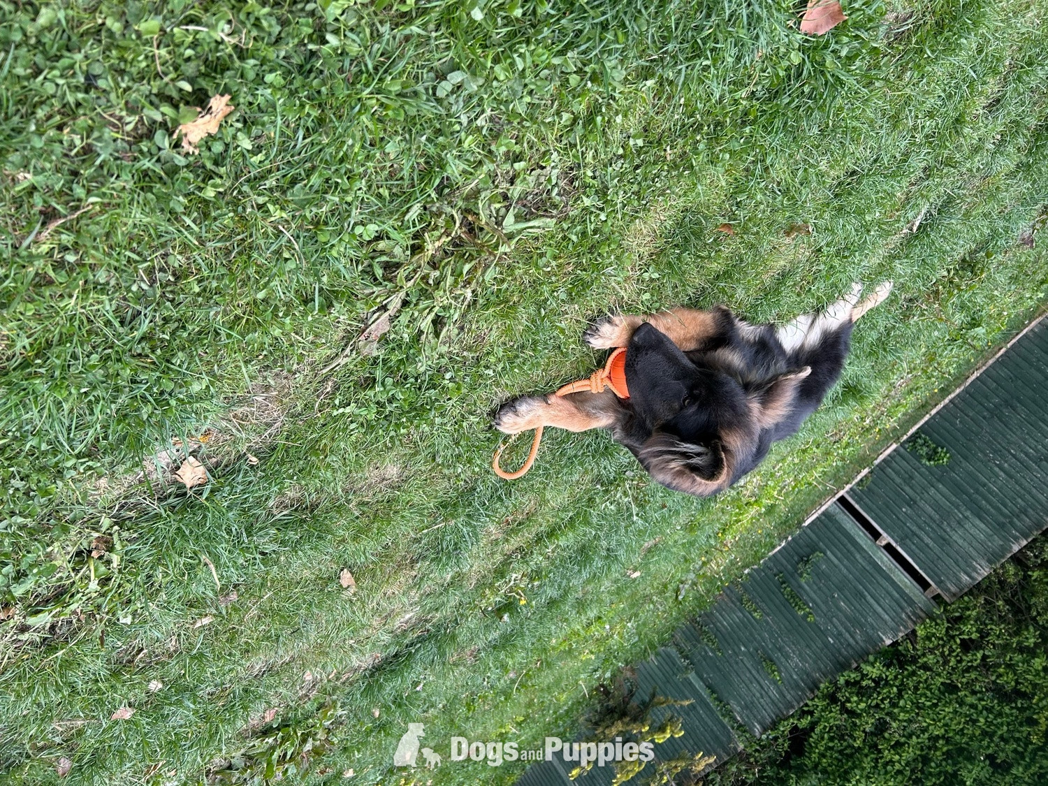 German Shepherd Puppies