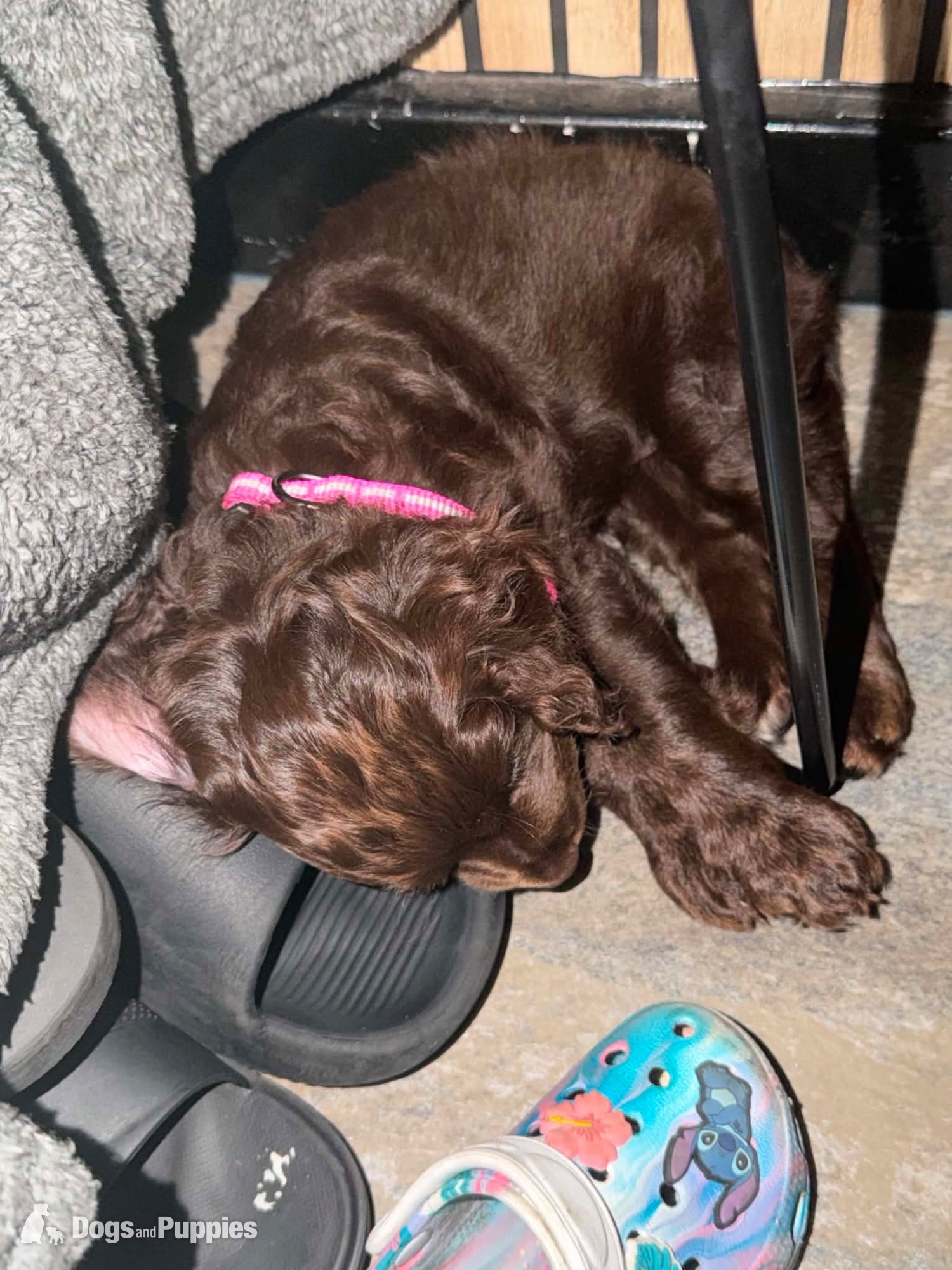 Cockapoo