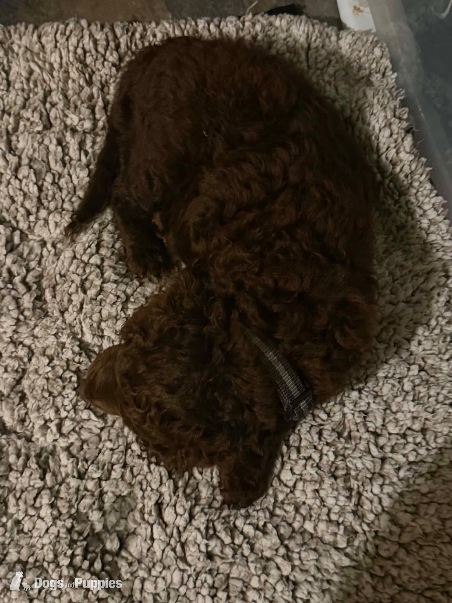 Cockapoo Puppies