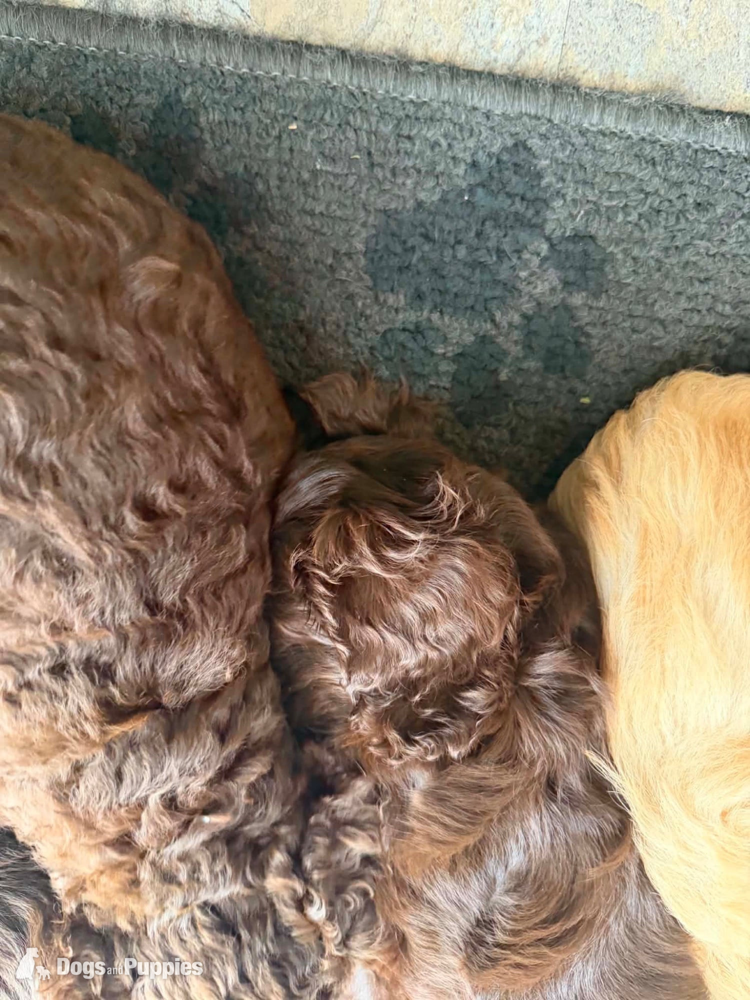 4 stunning cockapoos - Cockapoo