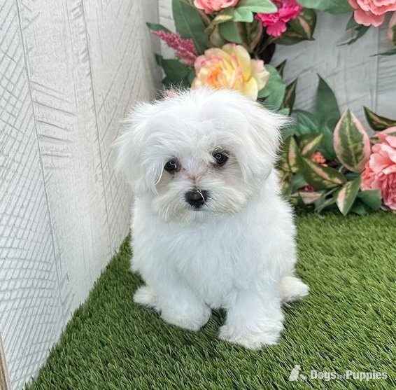 11 Weeks old Maltese Pups, Male and Females in {LOCATION}