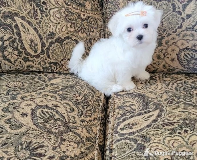 Maltese