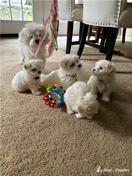 Maltese Puppies