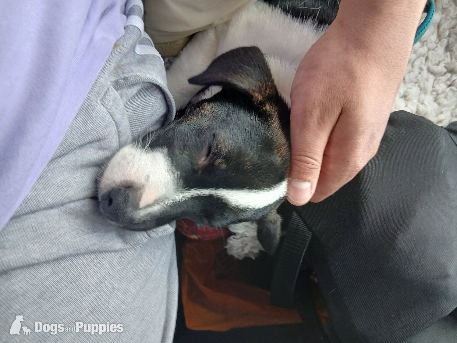 Puppy Jack Russell in {LOCATION}