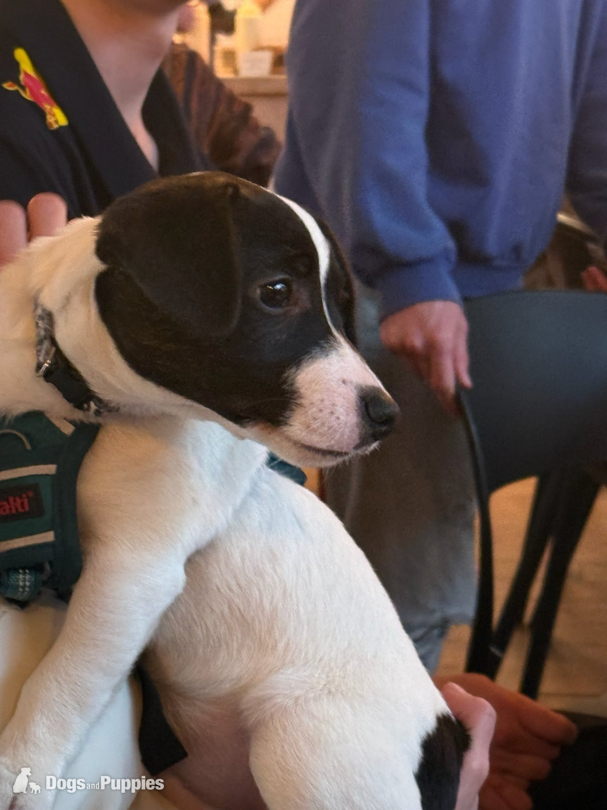 Jack Russell Terrier